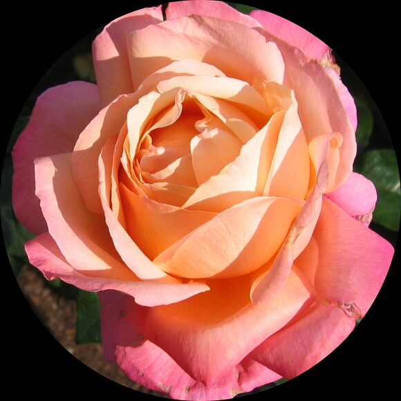 amy_sn